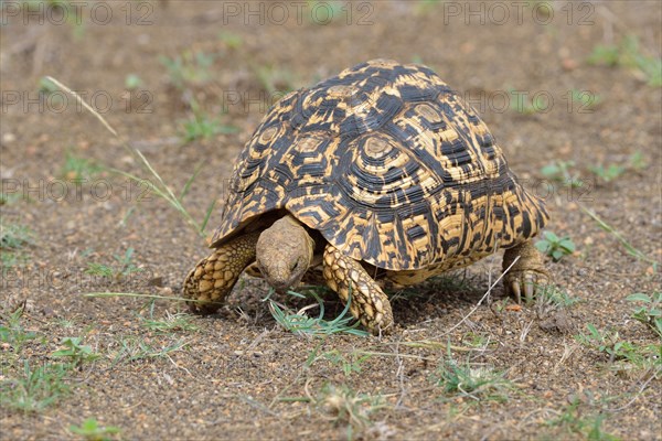 Leopard tortoise