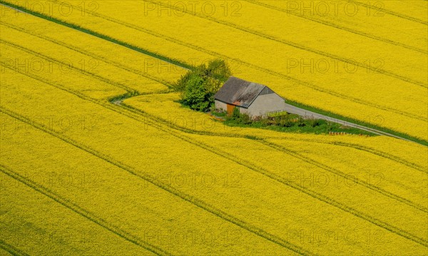 Rape fields on the city boundaries between Ruthen