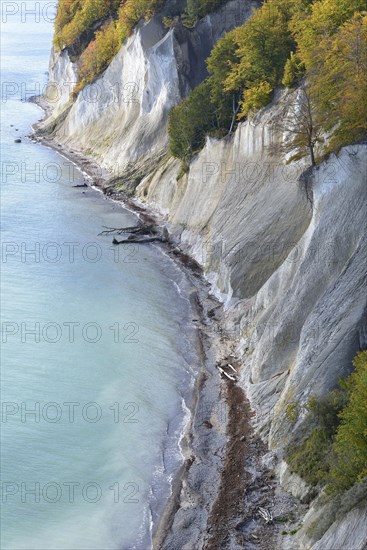 Fallen trees along chalk coast