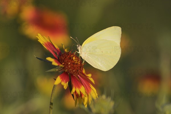 Lyside Sulphur or Guayacan Sulphur