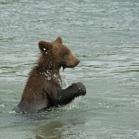 Brown bear