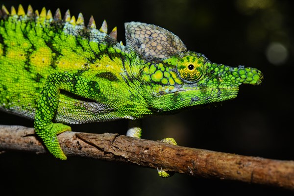 Antimena chameleon