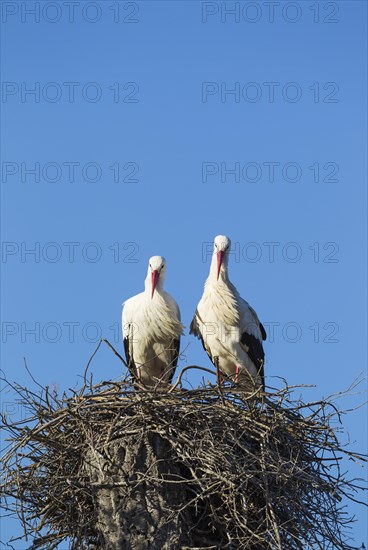 White storks