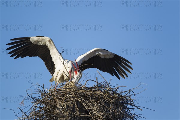 White storks