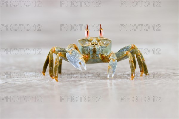 Atlantic Ghost Crab