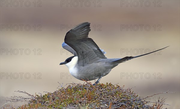 Long-tailed skua or long-tailed jaeger