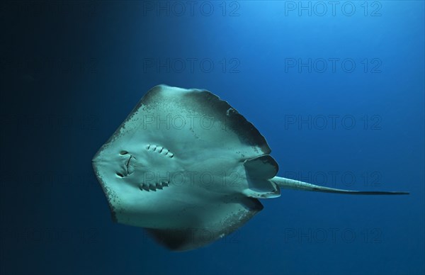 Round ribbontail ray