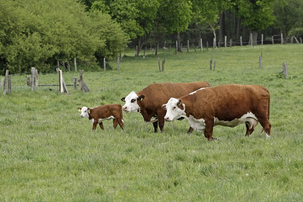 Cows with calf on pasture Tangendorf