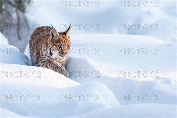 Eurasian lynx