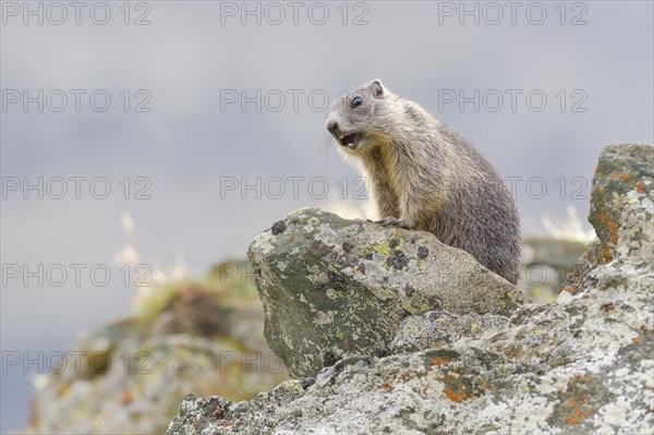 Alpine Marmot