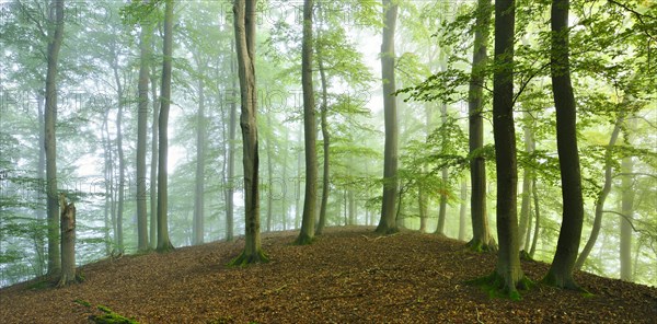 Untouched beech forest with fog