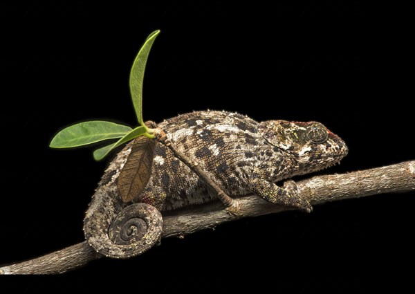 Short-horn chameleon