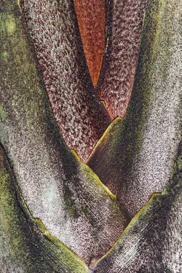 Vegetative center of a palm tree