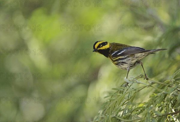 Townsend's Warbler