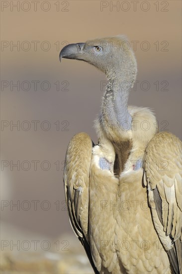 Cape vulture