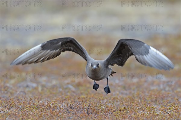 Long-tailed skua or long-tailed jaeger