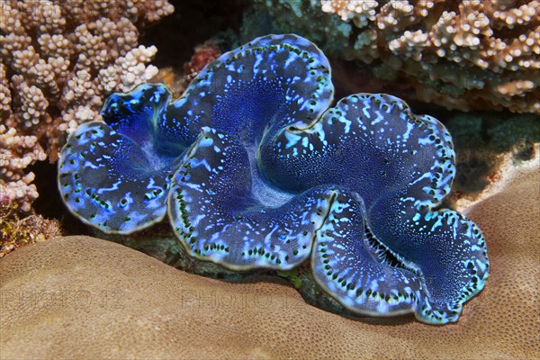 Maxima clam