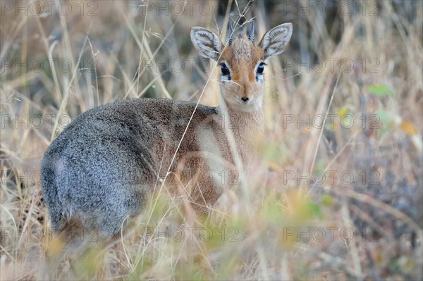 Kirk's Dik-dik