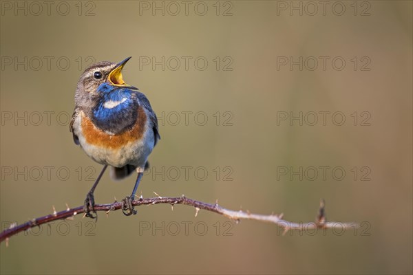 Bluethroat