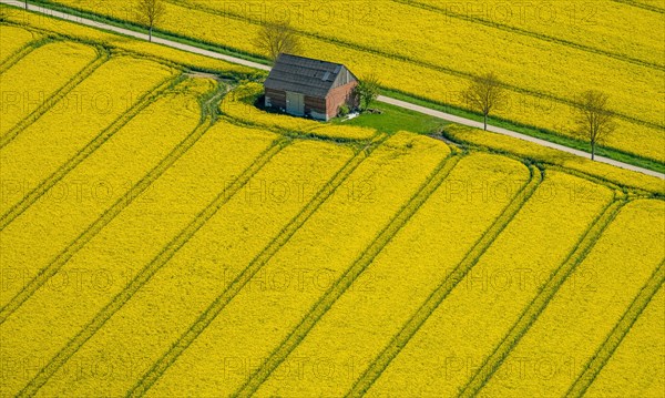 Rape fields on the city boundaries between Ruthen