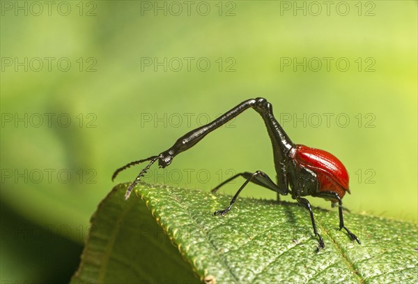 Giraffe weevils