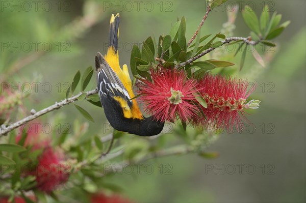 Baltimore Oriole