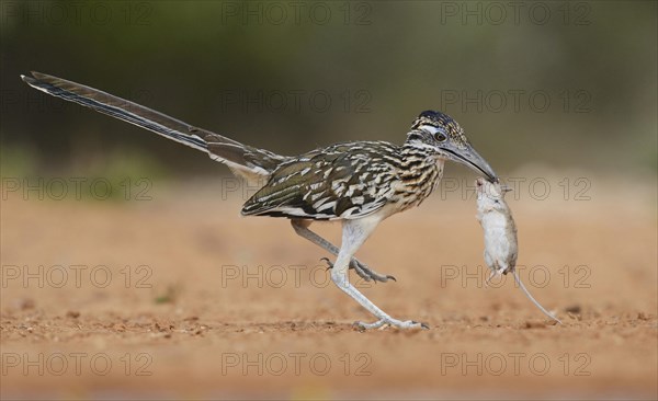 Greater Roadrunner