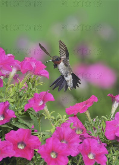 Ruby-throated Hummingbird