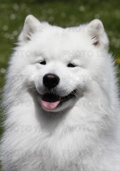 Samoyed