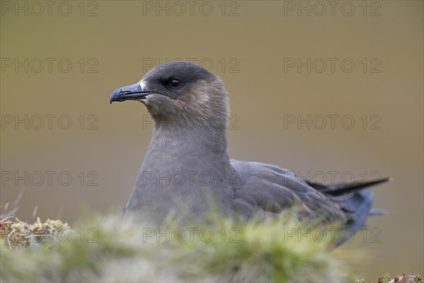 Long-tailed skua or long-tailed jaeger