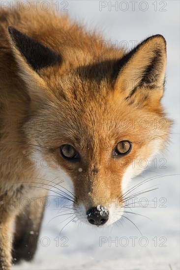 Red Fox