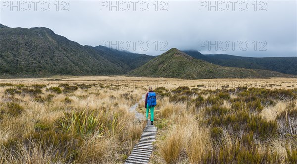 Hiker on trail through swampland