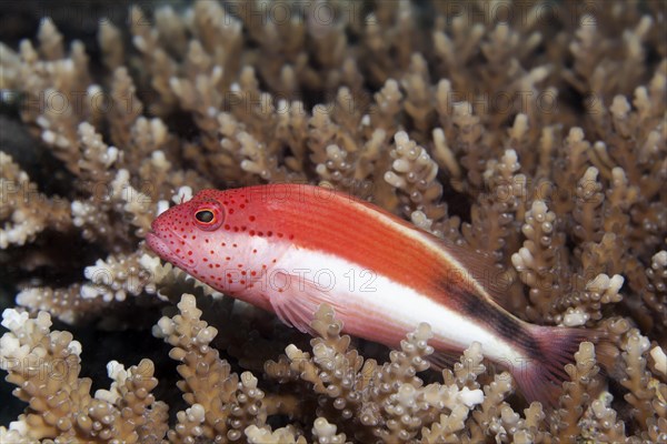 Forsters Hawkfish