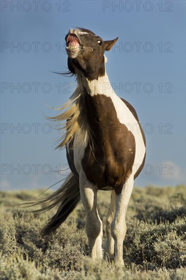 Mustang