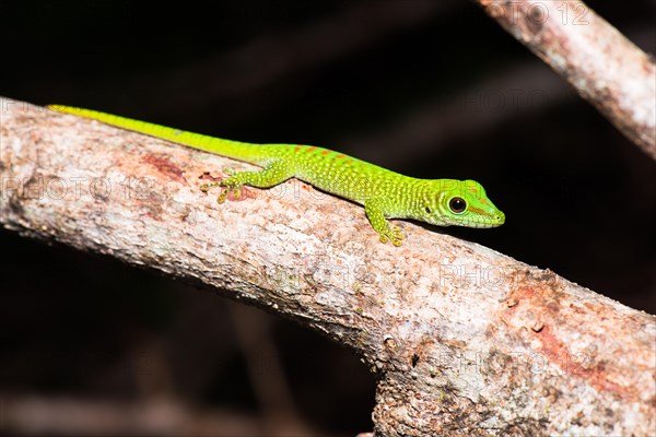 Madagascar giant day gecko