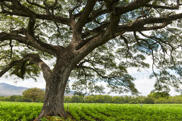 Old tree in a field with tobacco plants