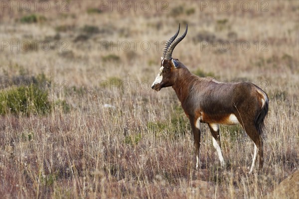 Blesbok