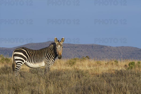 Cape mountain zebra