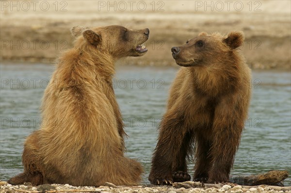 Brown bears