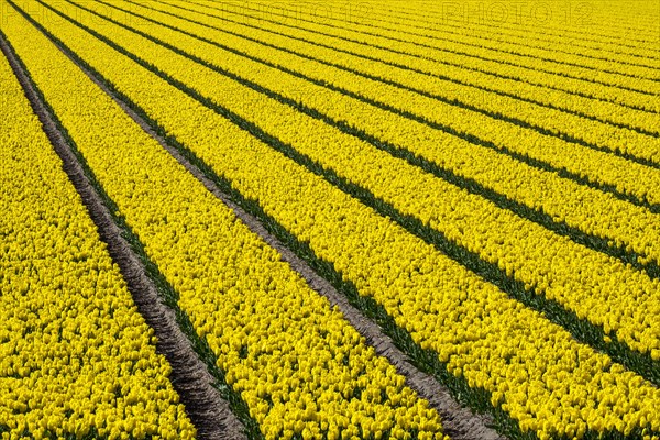 Rows of colorful flowering tulips