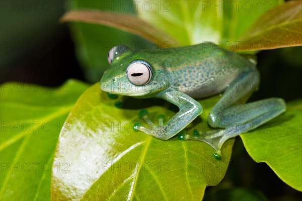 Elena's Madagascar rudder frog on one leaf