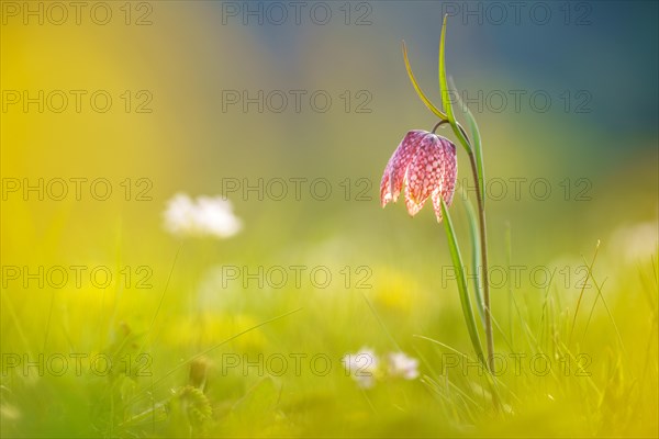 Snake's Head Fritillary