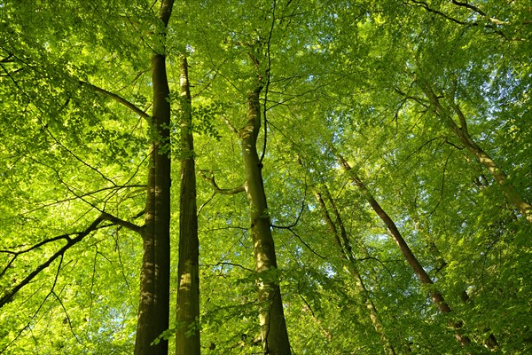 Untouched beech forest