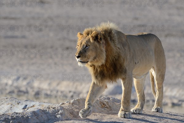 African lion