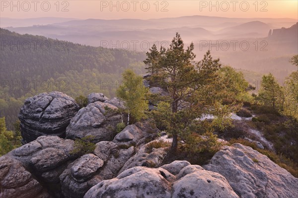 Trees and rocks in morning light