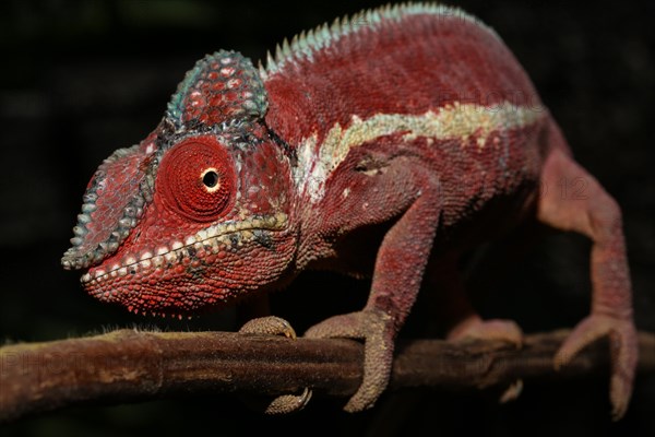 Panther chameleon