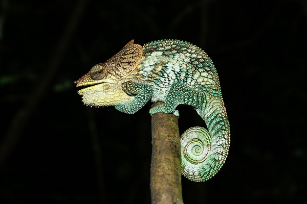 Amber Mountain chameleon