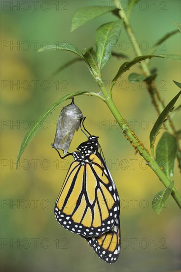 Monarch