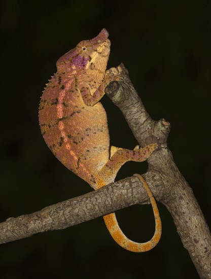 Rhinoceros chameleon