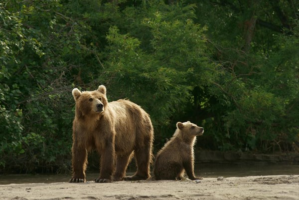 Brown bear